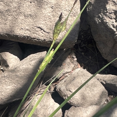 Carex gaudichaudiana (Fen Sedge) at Krawarree, NSW - 12 Nov 2025 by JaneR