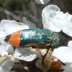 Castiarina kerremansi by Paul4K