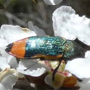 Castiarina kerremansi by Paul4K