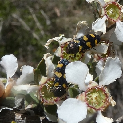 Castiarina inconspicua (A jewel beetle) at  - suppressed by Paul4K