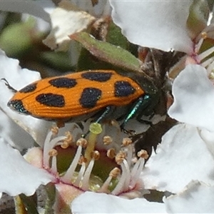 Castiarina octomaculata by Paul4K
