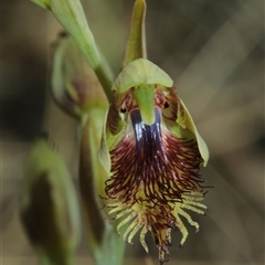 Calochilus montanus (Copper Beard Orchid) by Csteele4