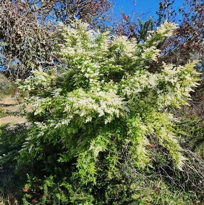 Ligustrum sinense (Narrow-leaf Privet, Chinese Privet) at Fyshwick, ACT - 11 Nov 2025 by Tawny4