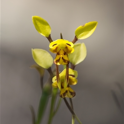 Diuris sp. at Denman Prospect, ACT - Today by Kenp12
