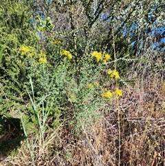 Hypericum perforatum (St John's Wort) at Fyshwick, ACT - 11 Nov 2025 by Tawny4