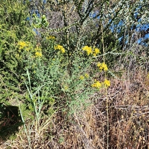 Unverified Other Shrub at Fyshwick, ACT - 11 Nov 2025 by Tawny4