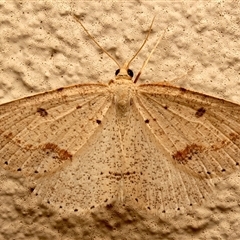 Taxeotis stereospila (Oval-spot Taxeotis (Oenochrominae) at Ainslie, ACT - 11 Nov 2025 by jb2602
