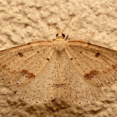 Taxeotis stereospila (Oval-spot Taxeotis (Oenochrominae) at Ainslie, ACT - 11 Nov 2025 by jb2602
