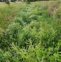 Veronica anagallis-aquatica (Blue Water Speedwell) at Fyshwick, ACT - 10 Nov 2025 by Tawny4