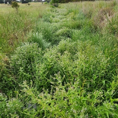 Veronica anagallis-aquatica (Blue Water Speedwell) at Fyshwick, ACT - 10 Nov 2025 by Tawny4