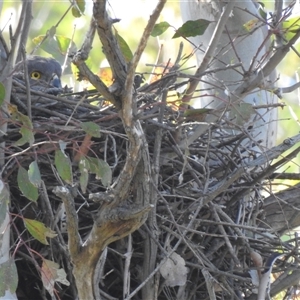 Tachyspiza fasciata/cirrocephala by HelenCross