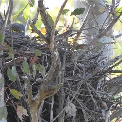 Tachyspiza fasciata/cirrocephala at  - suppressed by HelenCross
