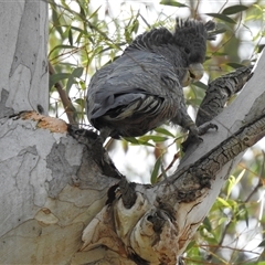 Callocephalon fimbriatum (Gang-gang Cockatoo) at Acton, ACT - 13 Nov 2025 by HelenCross
