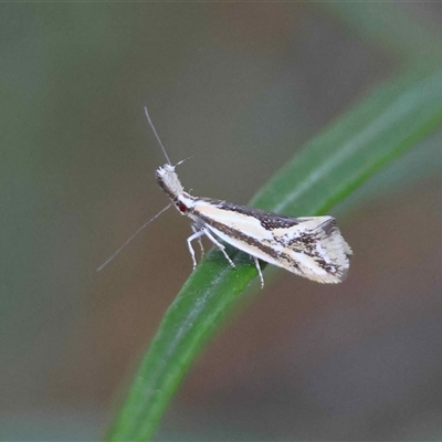 Thema macroscia (A Concealer moth (Chezala group) at Hughes, ACT - 11 Nov 2025 by LisaH