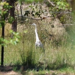 Ardea pacifica by LisaH