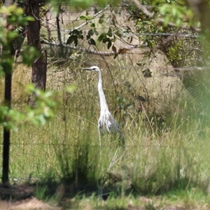 Ardea pacifica by LisaH