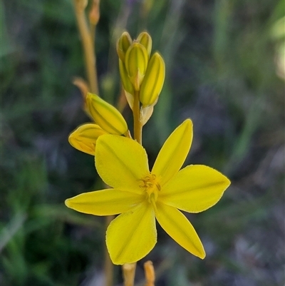Bulbine bulbosa (Golden Lily, Bulbine Lily) at Yass River, NSW - 13 Nov 2025 by SenexRugosus