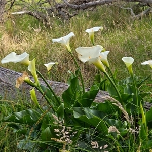 Zantedeschia aethiopica at Yass River, NSW - Today by SenexRugosus