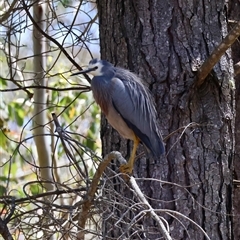 Egretta novaehollandiae by LisaH