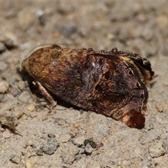 Peritropha oligodrachma (A Twig moth (Hypertrophinae) by LisaH