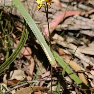 Diuris sulphurea by LisaH