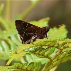 Unverified Skipper (Hesperiidae) by LisaH