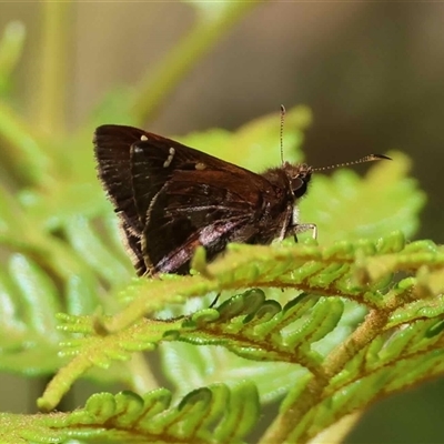 Unverified Skipper (Hesperiidae) at  - suppressed by LisaH