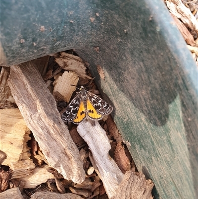 Synemon plana (Golden Sun Moth) at  - suppressed by MPhillips