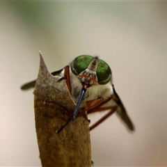 Scaptia sp. (genus) (March fly) by LisaH