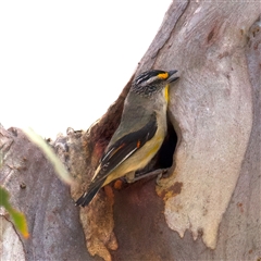 Pardalotus striatus (Striated Pardalote) at Yarrow, NSW - 30 Oct 2025 by jb2602