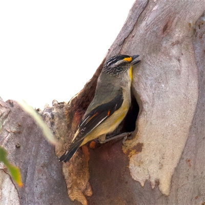 Pardalotus striatus (Striated Pardalote) at Yarrow, NSW - 30 Oct 2025 by jb2602