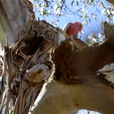 Eolophus roseicapilla at  - suppressed by LisaH