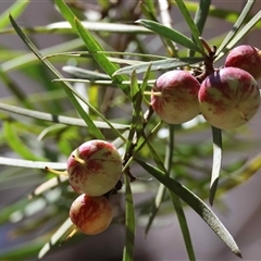 Persoonia linearis (Narrow-leaved Geebung) at Mongarlowe, NSW - 12 Nov 2025 by LisaH