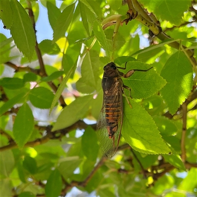 Yoyetta robertsonae (Clicking Ambertail) at Higgins, ACT - 13 Nov 2025 by MichaelWenke