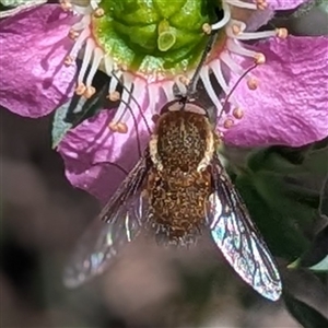 Unverified Bee fly (Bombyliidae) at Acton, ACT - Today by HelenCross