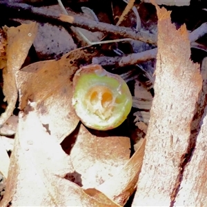 Callocephalon fimbriatum by LisaH