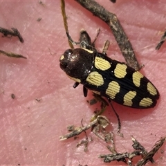 Castiarina decemmaculata (Ten-spot Jewel Beetle) at Yass River, NSW - 13 Nov 2025 by SenexRugosus