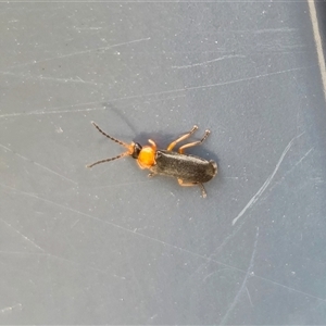 Heteromastix sp. (genus) (Soldier beetle) at Yass River, NSW - Today by SenexRugosus