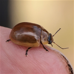Paropsisterna nucea (A leaf beetle) at Snowy Plain, NSW - 8 Nov 2025 by ConBoekel