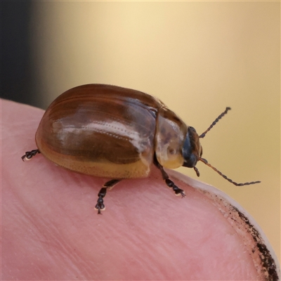Paropsisterna nucea (A leaf beetle) at Snowy Plain, NSW - 8 Nov 2025 by ConBoekel