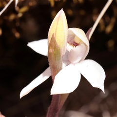 Unverified Orchid at Snowy Plain, NSW - 8 Nov 2025 by ConBoekel
