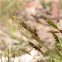 Anthoxanthum odoratum (Sweet Vernal Grass) at Snowy Plain, NSW - 8 Nov 2025 by ConBoekel