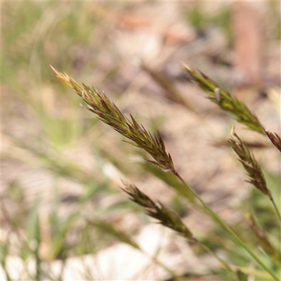 Anthoxanthum odoratum (Sweet Vernal Grass) at Snowy Plain, NSW - 8 Nov 2025 by ConBoekel