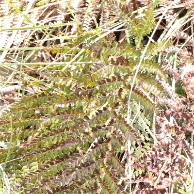 Polystichum proliferum (Mother Shield Fern) at Snowy Plain, NSW - 8 Nov 2025 by ConBoekel