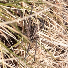 Tasmanicosa sp. (genus) (Tasmanicosa wolf spider) at Snowy Plain, NSW - 8 Nov 2025 by ConBoekel