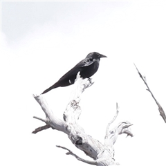 Corvus mellori at Snowy Plain, NSW - 8 Nov 2025 by ConBoekel