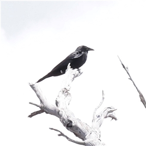 Corvus mellori at Snowy Plain, NSW - 8 Nov 2025 by ConBoekel