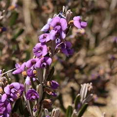 Hovea montana (Alpine Hovea) at Snowy Plain, NSW - 8 Nov 2025 by ConBoekel