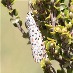 Utetheisa (genus) (A tiger moth) at Snowy Plain, NSW - 8 Nov 2025 by ConBoekel