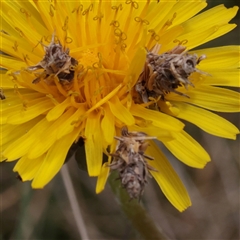 Heliocosma (genus - immature) (A tortrix or leafroller moth) at Snowy Plain, NSW - 8 Nov 2025 by ConBoekel